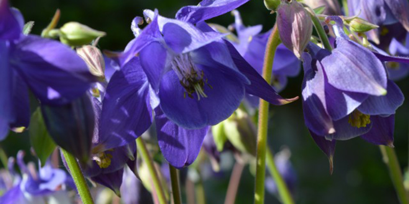 Fairhaven Woodland and Water Garden