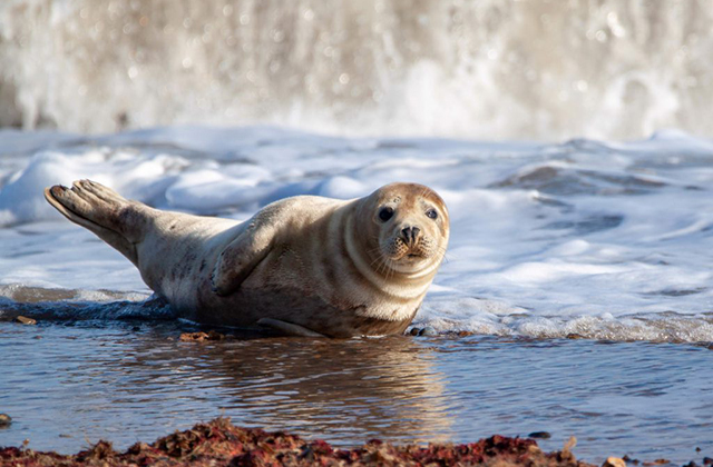Friends of Horsey Seals